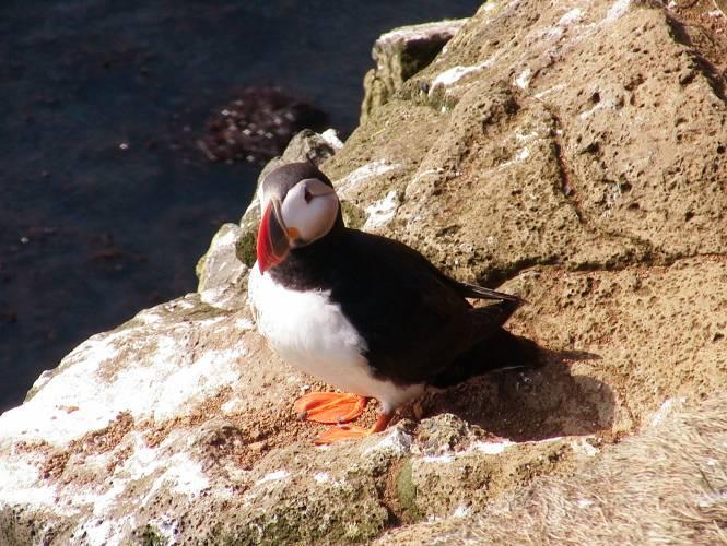 ! Lasciamo i fiordi occidentali e attraversando ancora fiordi raggiungiamo la penisola di Snefellsnes. Pernottamentonei nei pressi di Stykkisholmur in campeggio.