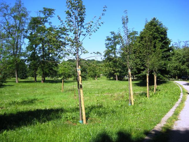 Foto 37 Si guarda a sinistra verso l'interno del parco, dove si trovano due Farnie