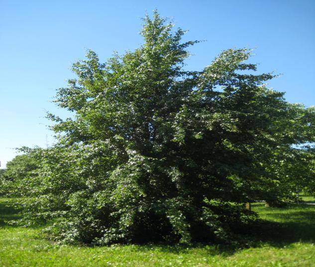 Sempre nelle vicinanze si trovano un grande Melo (specie non determinata) (Malus sp.) (Foto 40) e un Bagolaro.