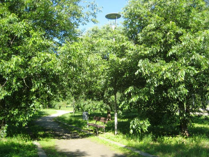 17), e un poco più avanti, un Ontano nero (Alnus glutinosa) e ancora sette Bagolari.