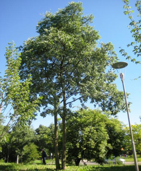 un Acero Campestre, dietro il quale si scorgono due Farnie e un Abete rosso (Picea abies) (Foto 19) con accanto una piccola