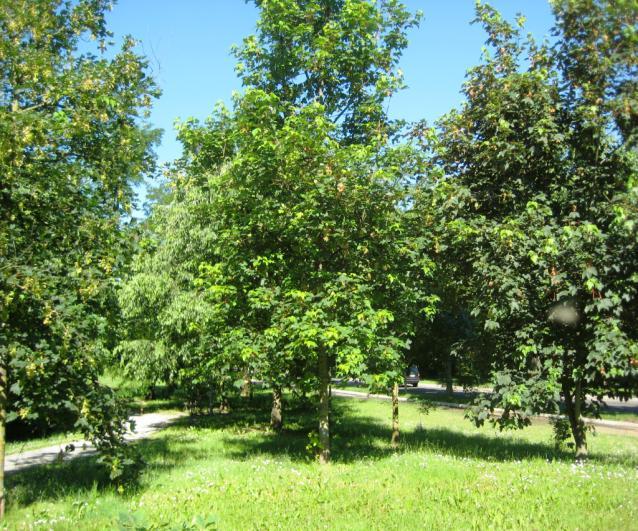 Foto 19 Si procede lungo la grande rotonda e si trovano due Frassini diversifolia, un Acero campestre e un bel Sambuco