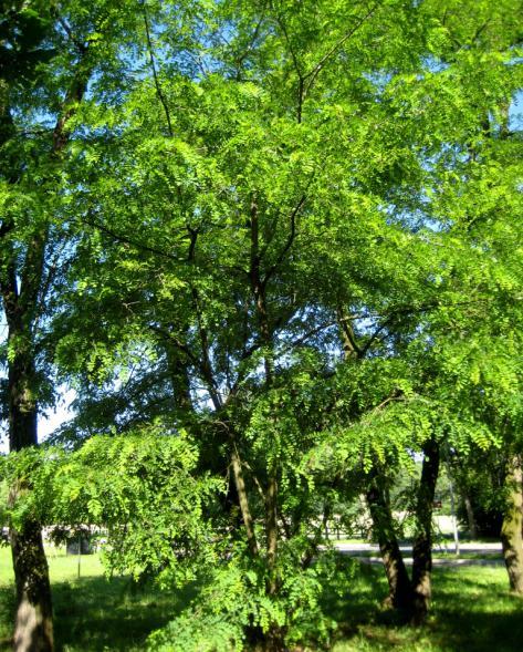 Prima della panchina e del lampione, si nota un Frassino diversifolia seguito da due Bagolari, da un Acero di monte.