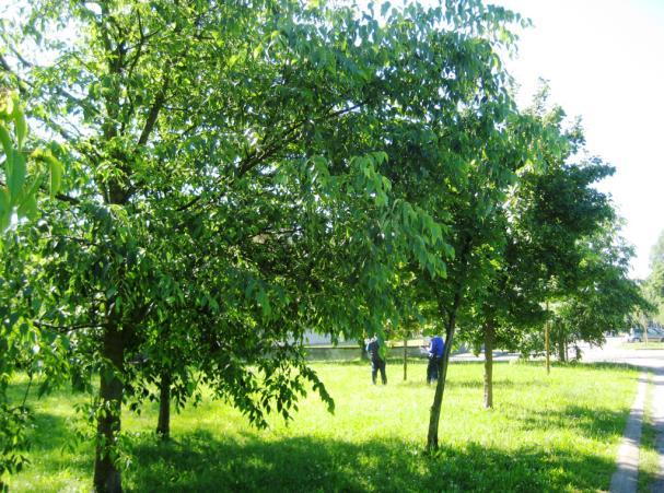 Foto 23 All'incrocio della pedonale verso la rotonda di via Varzi si resta a sinistra sul vialetto e si guarda a sinistra notando