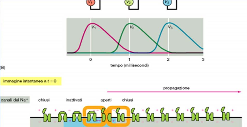 Propagazione del potenziale d azione lungo la fibra