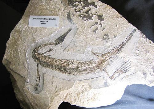 fossili di piante e animali che vissero sulla terra 200 milioni di