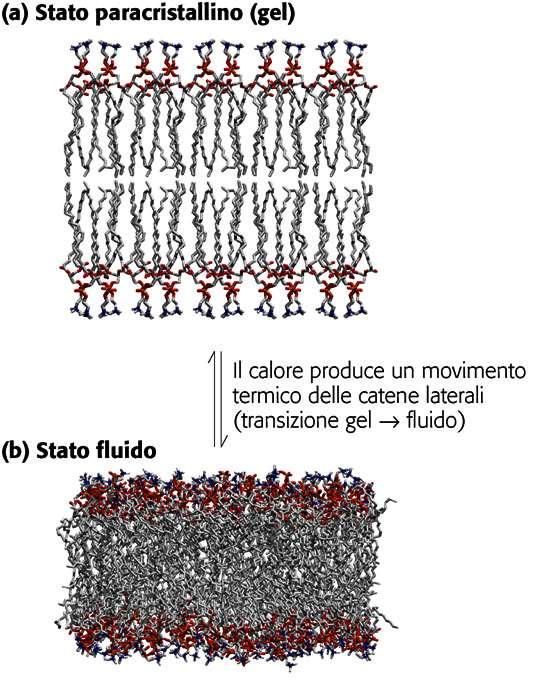 Membrane biologiche (1) I fosfolipidi formano doppi strati disponendo le teste polari a contatto con l acqua e le code idrofobiche all interno