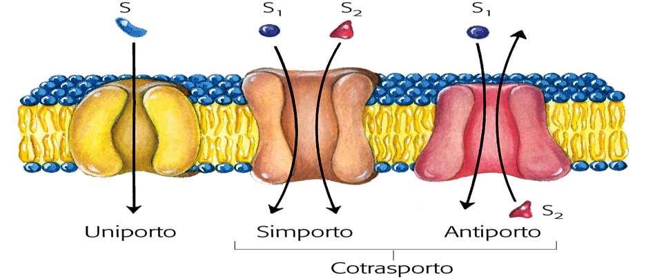 Trasporto di membrana (1) Una membrana di fosfolipidi è impermeabile a tutte le molecole polari indipendentemente dalla loro grandezza quindi sali, zuccheri, ATP, acidi organici non