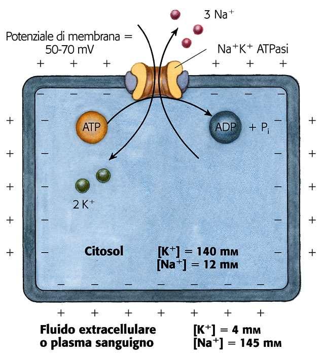 Trasporto attivo primario (1) (tipo P) Es: Pompa Na + K + ATPasi Il mantenimento della pompa attiva in condizioni di riposo, richiede il 25% di ATP prodotto.