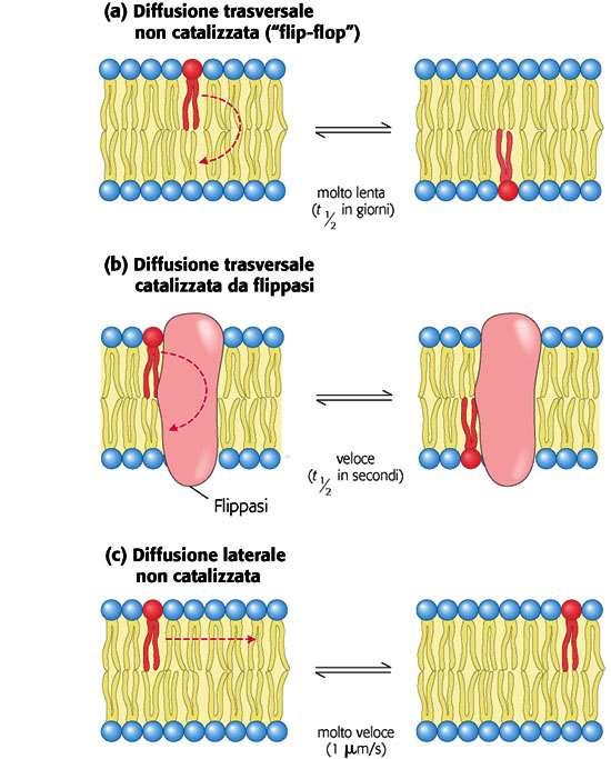 Membrane biologiche (2) La diffusione trasversale è rara ma essenziale per trasferire un