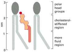 Membrane biologiche (3) Il colesterolo rende il doppio strato meno flessibile e
