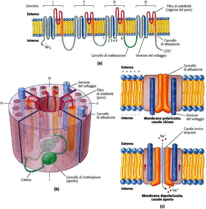 Canali ionici selettivi controllati dal voltaggio (1) Es: Canale per Na + voltaggio-dipendente nei neuroni Singolo polipeptide organizzato in quattro domini raggruppati attorno ad un canale centrale