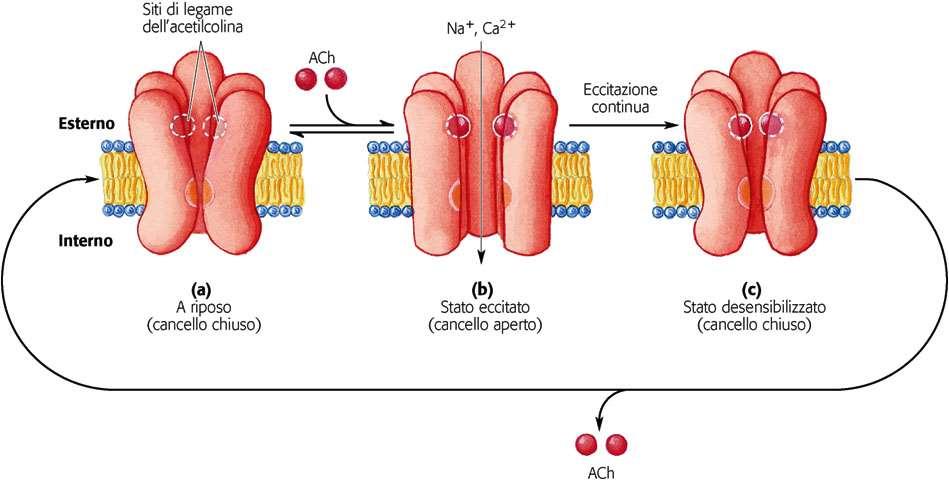 Canali ionici selettivi controllati dal ligando (1) Es: recettore nicotinico dell acetilcolina Ha la funzione di trasmettere l impulso elettrico da un neurone motorio al miocita provocando la
