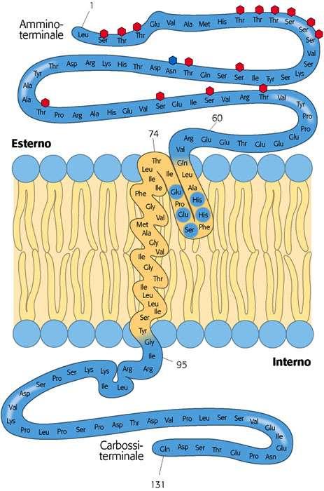 Proteine di membrana (2) residui amminoacidici polari residui amminoacidici apolari residui amminoacidici polari