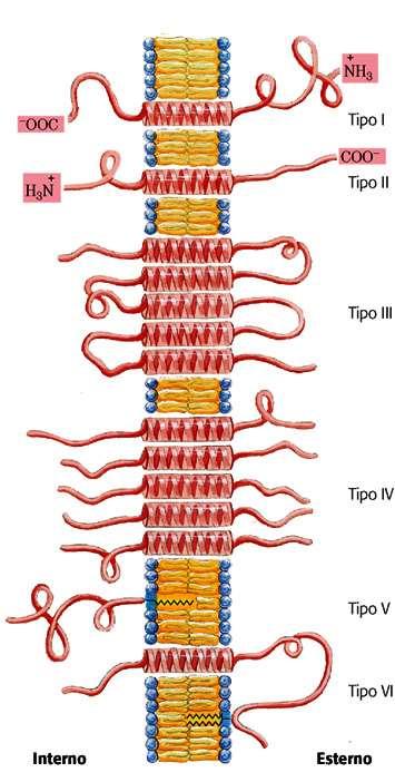 Proteine di membrana (2) Varie tipologie di