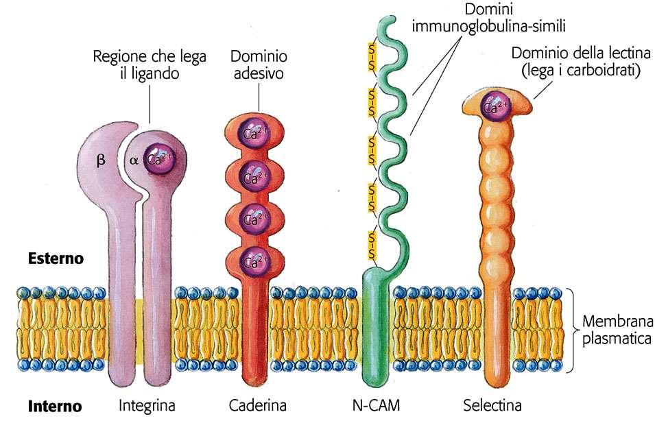 Proteine di membrana (3) Certe proteine integrali