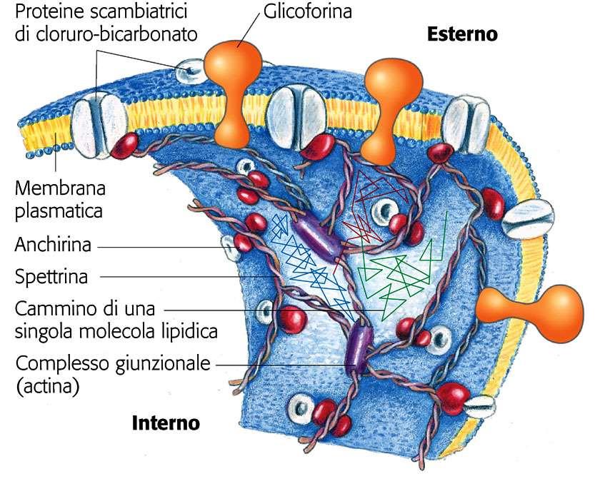 Proteine di membrana (4) Spesso le proteine integrali di membrana per evitare una eccessiva mobilità si ancorano a delle strutture interne del citoscheletro Es: Membrana