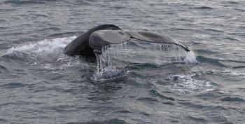 cosa vedremo: animali balene: beh, come dicevamo la stragrande maggioranza delle foto usate in questo programma le abbiamo fatte noi, ma quelle degli animali valgono di più: uscire in barca a Dalvik