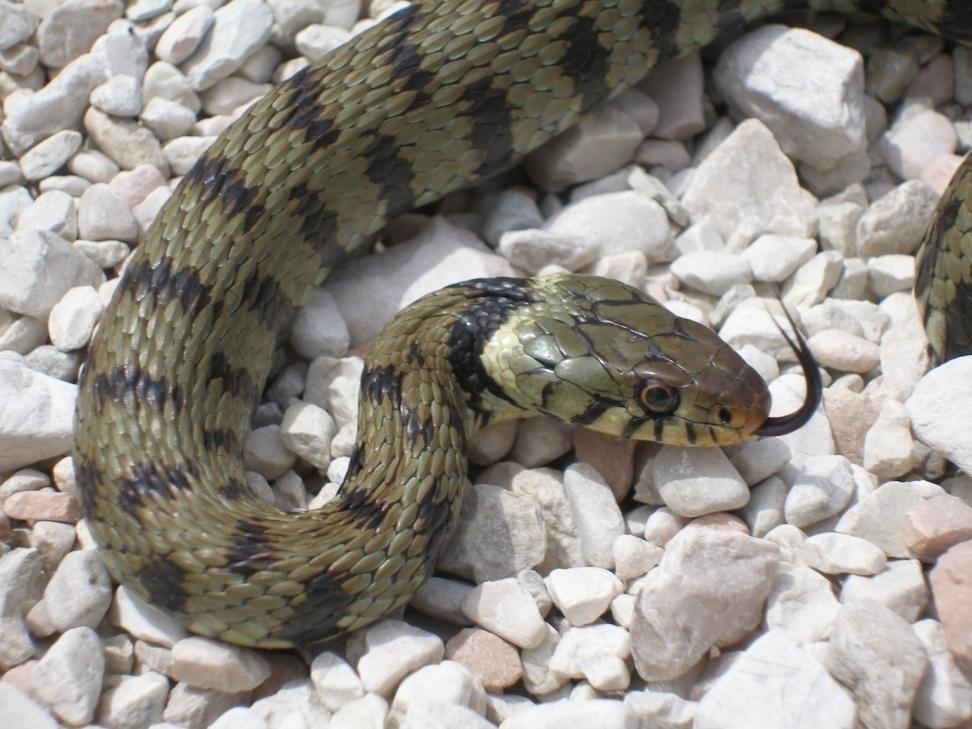 Altri serpenti predati Le bisce (Natrix natrix e N.
