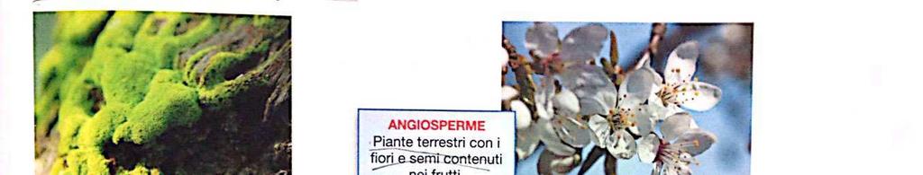 L'EVOLUZIONE DELLE PIANTE Milioni di anni fa le piante erano