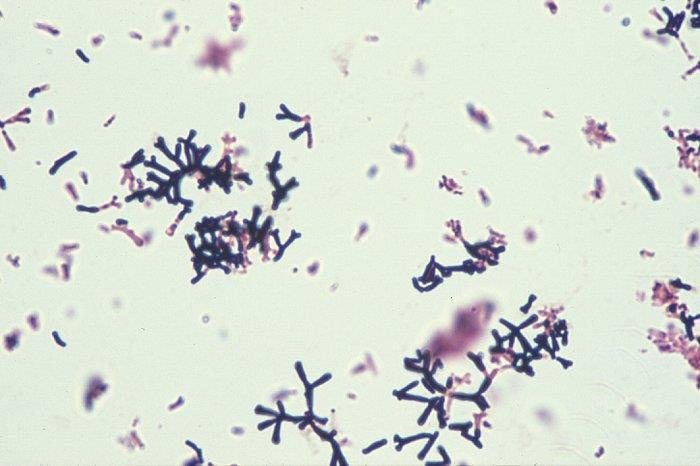 Batteri Gram-positivi Bifidobacterium bifidum a forma di bastoncino, è un probiotico in quanto