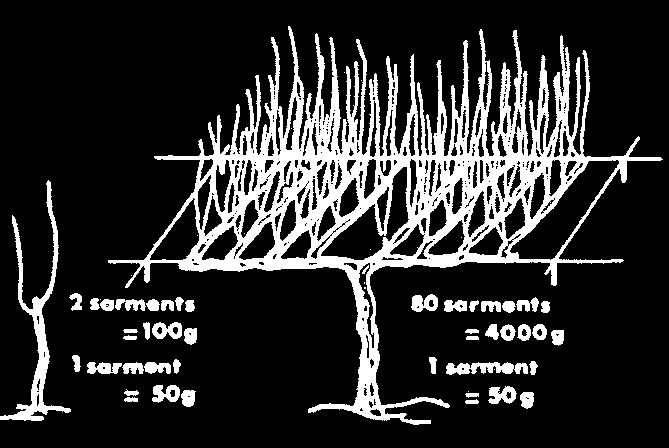 VIGORIA E ESPRESSIONE VEGETATIVA VIGORE ELEVATO : Peso Tralcio 200 g ESPRESSIONE VEGETATIVA BASSA : 400 g