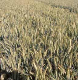 CARONTE Mieti rappresenta il miglioramento produttivo della storica varietà MEC, dalla quale ha ereditato l eccellente qualità delle farine abbinata a un grande resa molitoria.