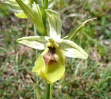 Anacaptis pyramidalis (L.) Rich.