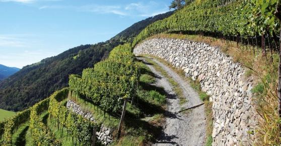 VALLÉE D AOSTE D.O.C. BLANC DE MORGEX ET DE LA SALLE 2015 Altitudine vigneti 900-1.000 m. Terreno sabbioso di montagna. Vitigno Prié Blanc biotipo blanc de Morgex. Linea tradizionale VALLÉE D AOSTE D.