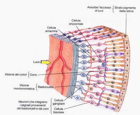 Le basi neuroanatomiche e neurofisiologiche della stereopsi Lo stimolo al quale l occhio è sensibile è la luce.