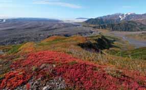 Gli ambienti La tundra è un estesa pianura gelata per sei mesi all anno.