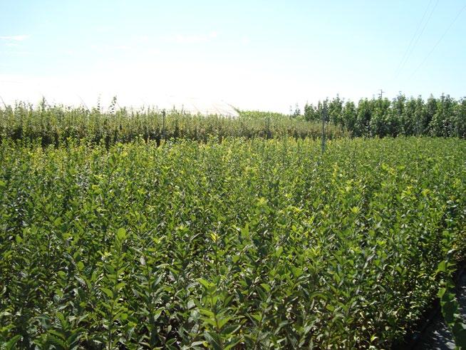 Cotivazione di portainnesti in vaso caratterizzata da elevata percentuale di attecchimento, al primo anno di trattamento con Bio Aksxter Coltivazione di carpini in vaso particolarmente omogenea, al