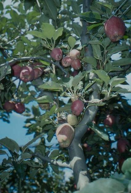 Red Delicious Auxine come Amid e Acido fitotossici!