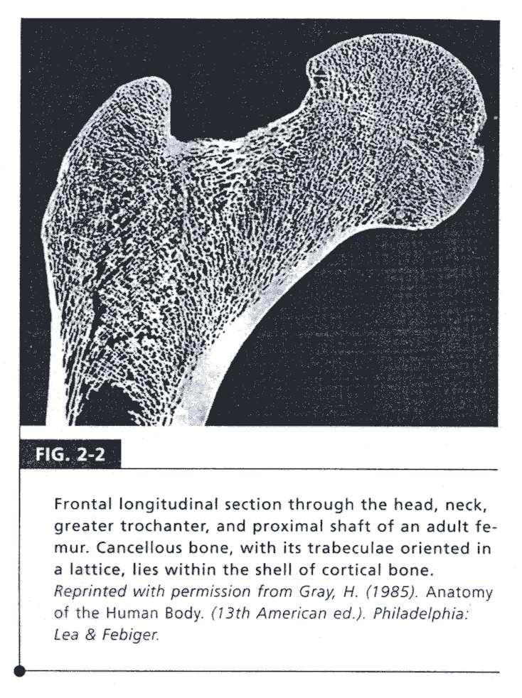 Comportamento costitutivo Sezione longitudinale di femore Si noti la presenza di uno strato esterno di materiale osseo compatto (corticale),