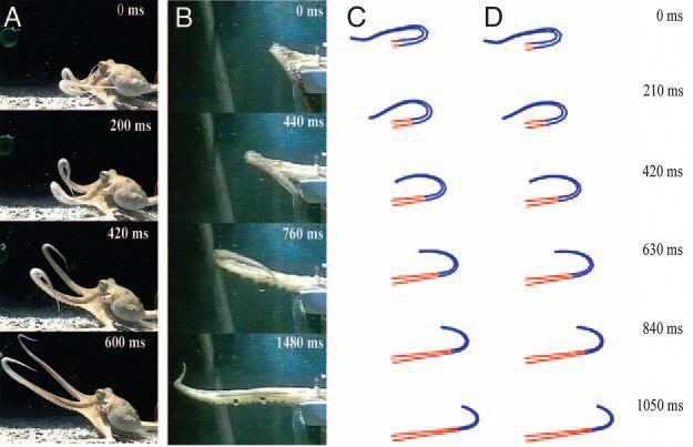 POLPO (Octopus Vulgaris) COME ESEMPIO DI SISTEMA DI ATTUAZIONE BIOLOGICO Movimento finale della zampa in funzione del rapporto indicato tra la forza ventrale e