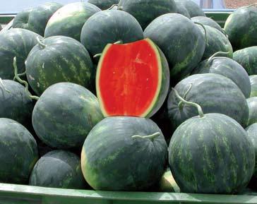 Il frutto ha una forma perfettamente sferica e raggiunge la pezzatura media di 2,7 kg. La polpa di colore rosso intenso è molto dolce, croccante e gustosa.