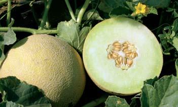 La buccia si presenta di colore gialloarancio e la polpa bianco verde. Il peso medio è pari a 1 1,2 Kg/frutto.