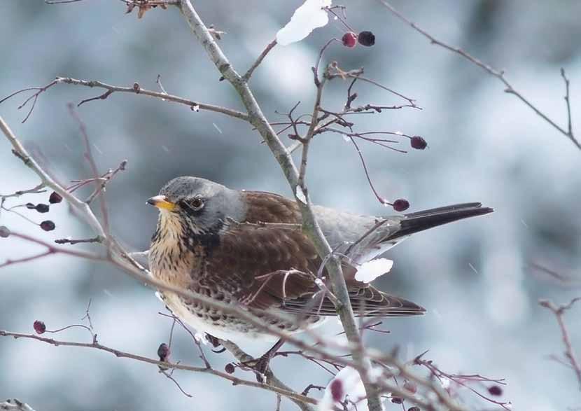 C ero soltanto. C ero. Intorno Cadeva la neve. Issa (63-) dicembre Perché gli uccelli possano vivere liberi.