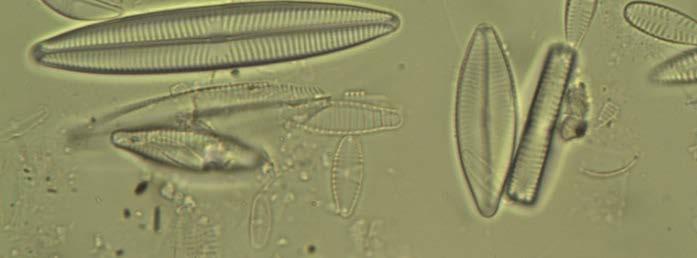 La specie Achnanthidium minutissimum, dominante a primavera, è presente con pochi individui. Dall elaborazione dell indice si ottiene un EQR di 0,72 che corrisponde ad uno stato buono.