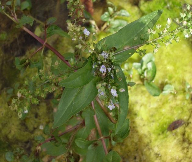 particolare le specie più abbondanti rinvenute sono: Mentha acquatica,