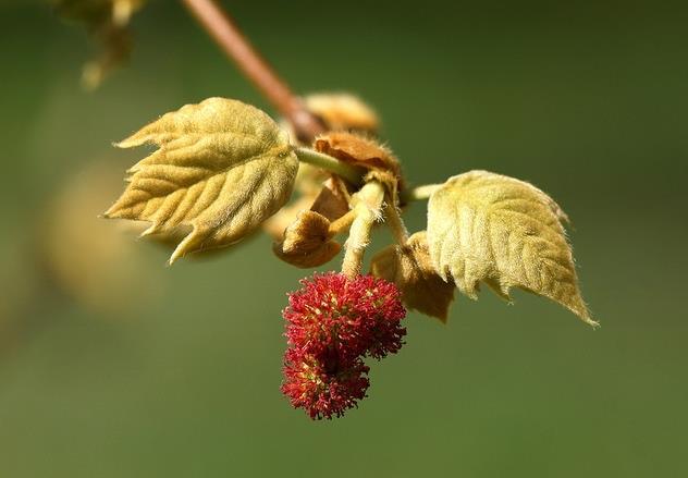 Fiori Specie monoica.