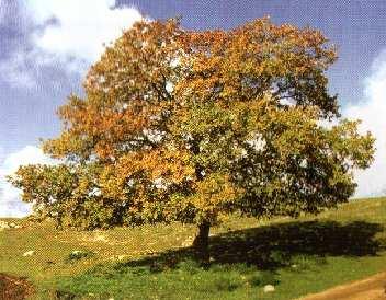 Sinecologia: Quercus trojana (fragno) rappresenta la specie forestale guida dei boschi di una buona parte della Murgia barese e tarantina.