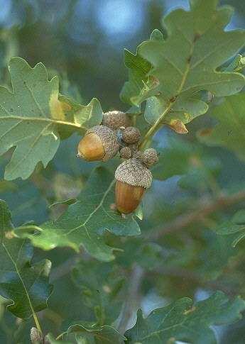 Quercus congesta Presl (Quercia congesta) ambiente: boschi montani su substrati neutri o acidi corotipo: Eurimedit.