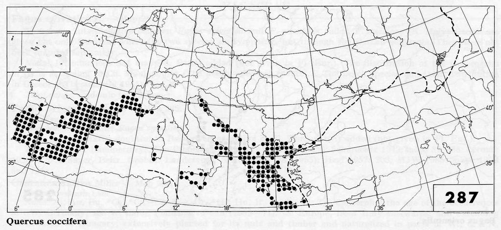 Le Querce di incerta collocazione tassonomica attuale: 1) Quercus calliprinos Webb (Quercia di Palestina) ambiente: boschi termofili sclerofillici o formazioni di macchia alta su suoli