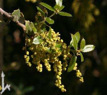 Per alcuni si tratterebbe di una semplice varietà orientale di Quercus coccifera, mentre per altri rappresenterebbe la specie vicariante orientale.