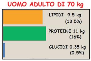 accade per i carboidrati