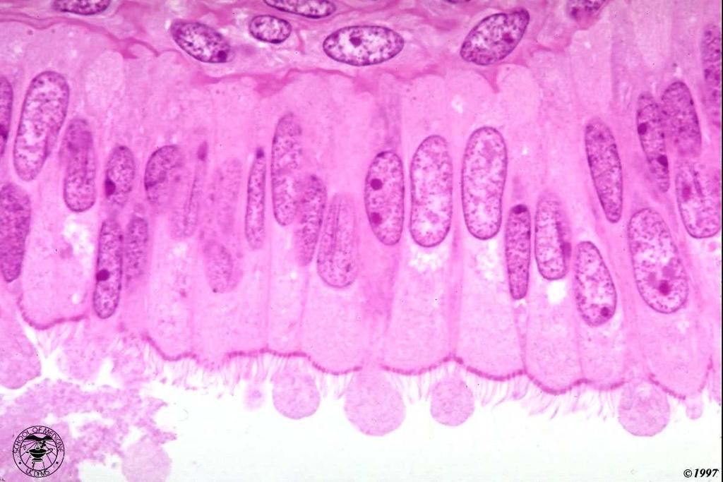 ovidotto: esempio di epitelio cilindrico semplice l altezza della cellula (distanza fra superficie apicale e superficie basale) è maggiore della sua larghezza questo particolare epitelio è