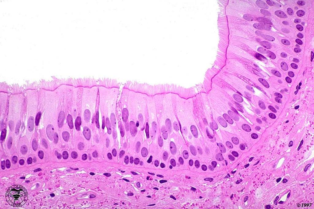 Gli epiteli di rivestimento sono: costituiti da cellule che formano una barriera