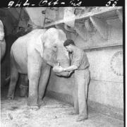 1955 immagini Un elefante attraversa un ponte di legno; campo lungo codice foto: