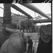 Gli elefanti vengono fatti scendere dal ponte di